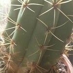 Lobivia bridgesii Frunză