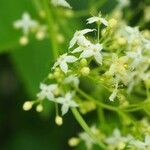 Galium mollugoBlüte