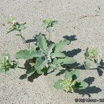 Dithyrea californica Агульны выгляд