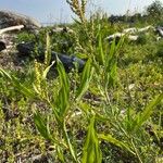 Rumex pallidus