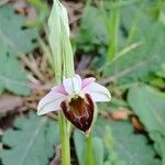 Ophrys holosericeaBlomst