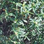 Cistus ladanifer Otro