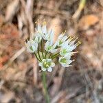 Allium subvillosum Flor