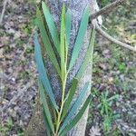 Acacia longifolia Blatt