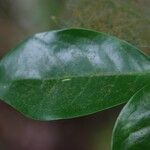 Coffea mauritiana Leaf