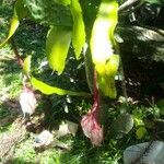 Epiphyllum oxypetalum Цвят