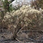 Gymnanthemum amygdalinum Habitus