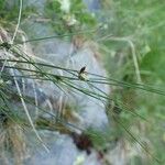 Juncus trifidus Yeri