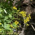 Ruta pinnata Beste bat