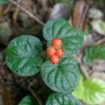 Geophila repens Leaf