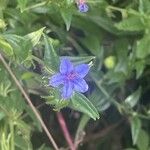 Aegonychon purpurocaeruleum Flower