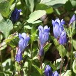 Gentiana calycosa Habit