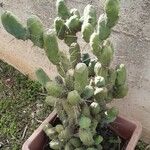 Echinopsis lageniformis Hábito