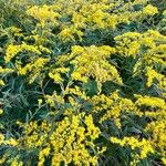 Solidago rugosaFlor