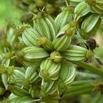 Levisticum officinale Фрукт