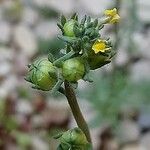 Linaria simplex ഫലം