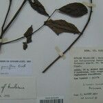 Licania parviflora Annet