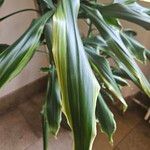 Dracaena fragrans Leaf