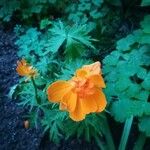 Trollius asiaticus Žiedas