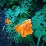 Trollius asiaticus Kukka