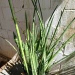 Sansevieria cylindricaLeaf