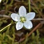 Sagina glabra Flor