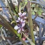 Ophiopogon planiscapus 花
