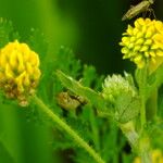 Medicago lupulina Blomma