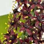 Pilocarpus pennatifolius Blomma