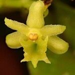 Tridactyle pentalobata Flower