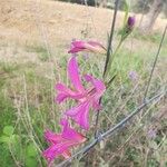 Gladiolus italicusBlomst