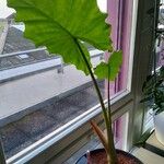 Alocasia macrorrhizos 葉