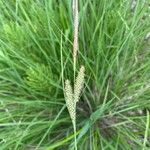 Carex stricta Fruit