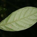 Unonopsis rufescens Φύλλο