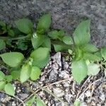 Stellaria media Blatt