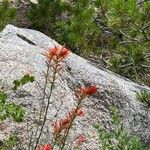 Castilleja linariifolia Flower