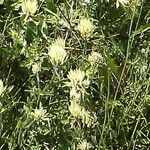 Trifolium ochroleucon Kvet