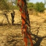 Vachellia seyal Casca