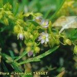 Spergularia bocconei Natur