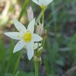 Nothoscordum bivalve Flor