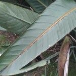 Strelitzia reginae Leaf