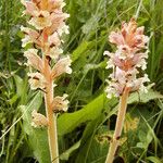 Orobanche caryophyllaceaFlower