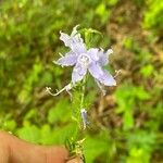 Campanulastrum americanum Fleur