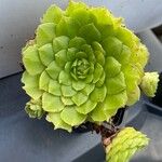 Aeonium tabulaeforme Levél