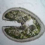 Festuca vasconcensis Otro