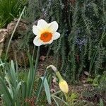 Narcissus × medioluteus Floare