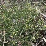 Symphyotrichum subulatumFlower