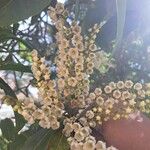 Clethra hondurensis Flower