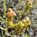 Sarcopoterium spinosum Fruit