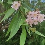× Chitalpa tashkentensis Fuelha